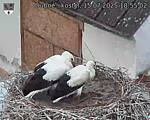 Capi_Dubne_20250715_185502.jpg