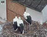 Capi_Dubne_20250715_193502.jpg