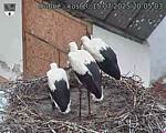 Capi_Dubne_20250715_200503.jpg