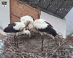 Capi_Dubne_20250715_202003.jpg