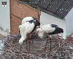 Capi_Dubne_20250715_202503.jpg