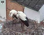 Capi_Dubne_20250715_203503.jpg