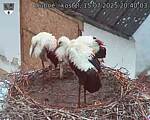 Capi_Dubne_20250715_204003.jpg