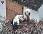 Capi_Dubne_20250715_210503.jpg