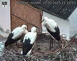 Capi_Dubne_20250715_211003.jpg