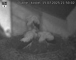 Capi_Dubne_20250715_215002.jpg