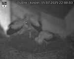 Capi_Dubne_20250715_220003.jpg