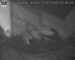 Capi_Dubne_20250715_224502.jpg