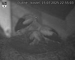 Capi_Dubne_20250715_225503.jpg
