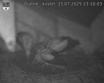 Capi_Dubne_20250715_231003.jpg