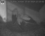 Capi_Dubne_20250715_232502.jpg