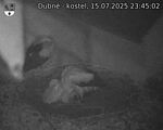 Capi_Dubne_20250715_234503.jpg