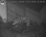 Capi_Dubne_20250715_235002.jpg