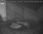 Capi_Dubne_20250716_000503.jpg