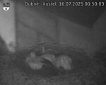 Capi_Dubne_20250716_005003.jpg