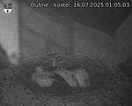 Capi_Dubne_20250716_010503.jpg