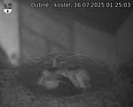 Capi_Dubne_20250716_012503.jpg