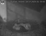 Capi_Dubne_20250716_013503.jpg