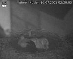 Capi_Dubne_20250716_022003.jpg