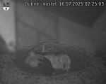 Capi_Dubne_20250716_022503.jpg