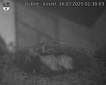Capi_Dubne_20250716_023003.jpg
