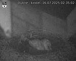 Capi_Dubne_20250716_023502.jpg