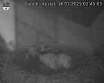 Capi_Dubne_20250716_024503.jpg