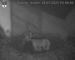 Capi_Dubne_20250716_034002.jpg