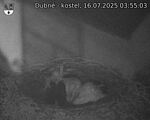 Capi_Dubne_20250716_035503.jpg