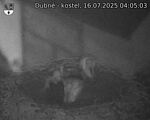 Capi_Dubne_20250716_040503.jpg