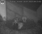 Capi_Dubne_20250716_041502.jpg