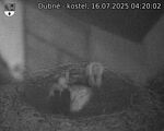 Capi_Dubne_20250716_042002.jpg