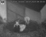 Capi_Dubne_20250716_043503.jpg