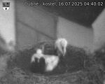 Capi_Dubne_20250716_044002.jpg