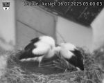 Capi_Dubne_20250716_050003.jpg