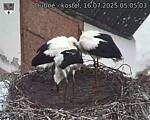 Capi_Dubne_20250716_050503.jpg