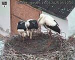 Capi_Dubne_20250716_051003.jpg