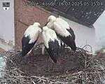 Capi_Dubne_20250716_051504.jpg