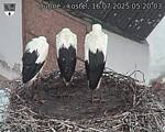 Capi_Dubne_20250716_052003.jpg