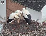 Capi_Dubne_20250716_052503.jpg