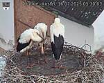 Capi_Dubne_20250716_053003.jpg