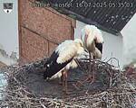 Capi_Dubne_20250716_053503.jpg