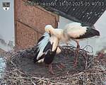 Capi_Dubne_20250716_054003.jpg