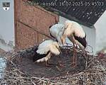Capi_Dubne_20250716_054503.jpg