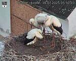 Capi_Dubne_20250716_055003.jpg