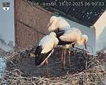 Capi_Dubne_20250716_060003.jpg