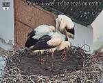 Capi_Dubne_20250716_060503.jpg