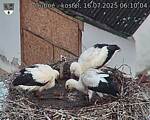 Capi_Dubne_20250716_061004.jpg