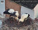 Capi_Dubne_20250716_061503.jpg