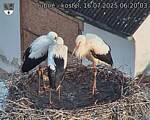 Capi_Dubne_20250716_062003.jpg